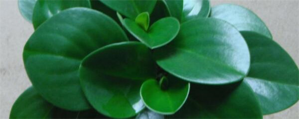 碧玉怎么养开花,碧玉怎么养成老桩