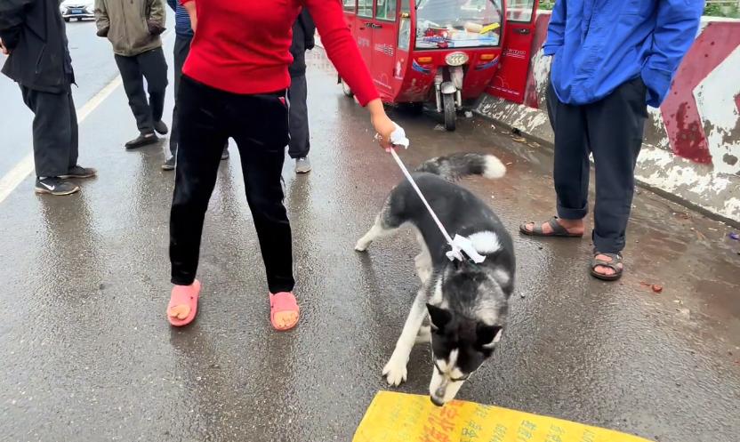 在菜市场花十块钱买的哈士奇,河南人卖哈士奇