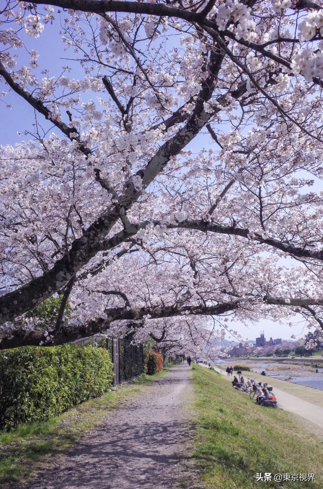 我在京都,攒下一整个春日的绝美樱色送给你。