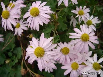 路边的小黄花是种的吗,路边小黄花是啥