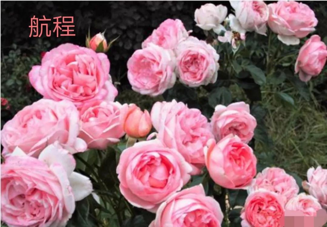 适合做切花的月季品种,十大公认最好切花月季