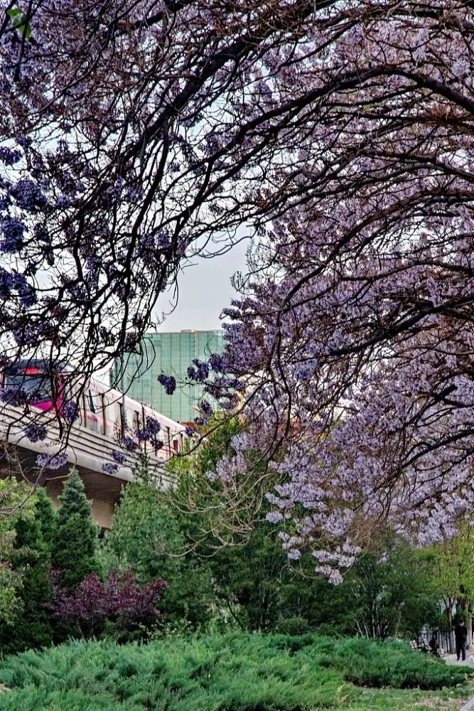 北京有条网红“泡桐大道”,已然成为城市春景“名片”之一