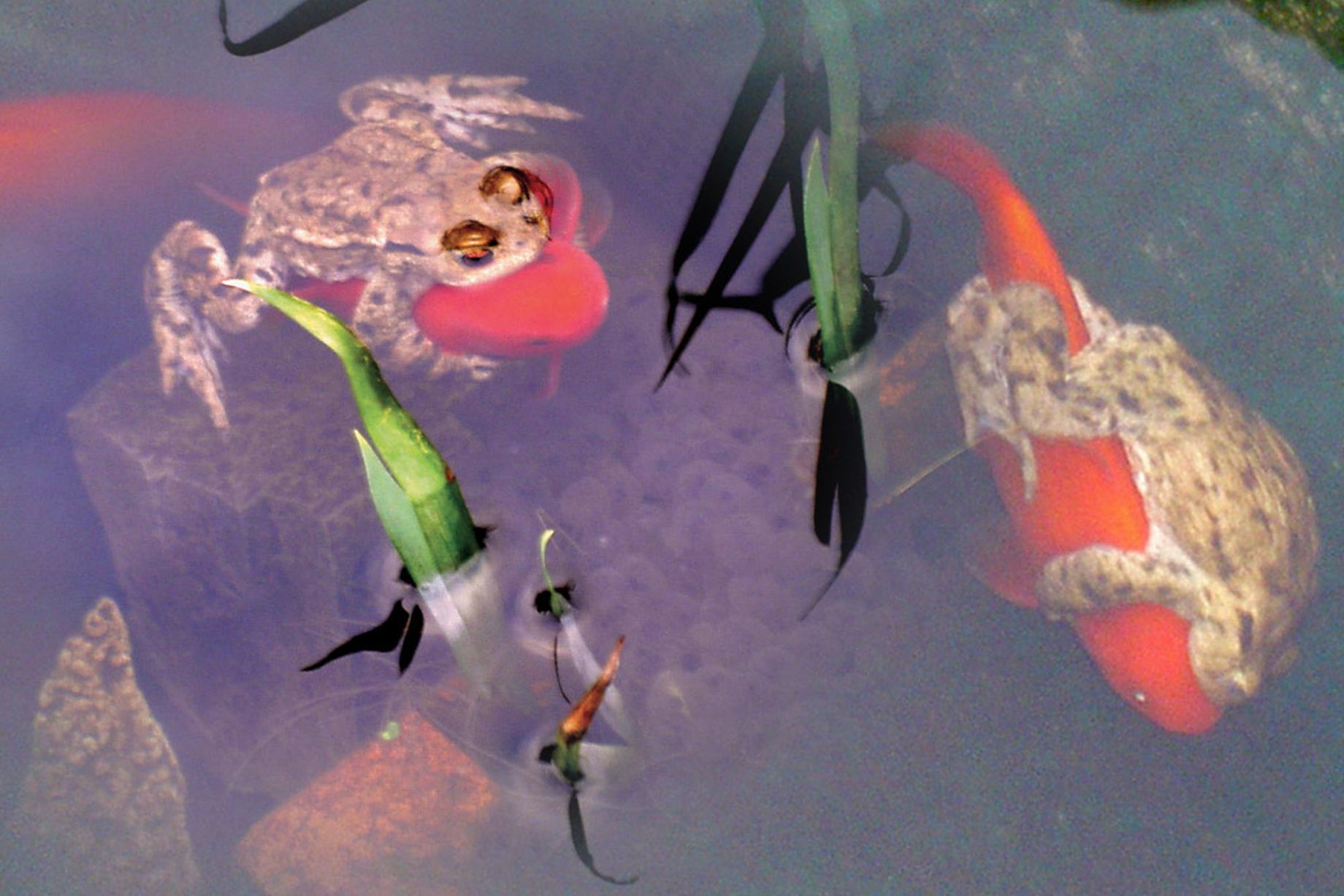 抓1只癞蛤蟆就违法？活着讨厌、死了吓人，为何还受法律保护？