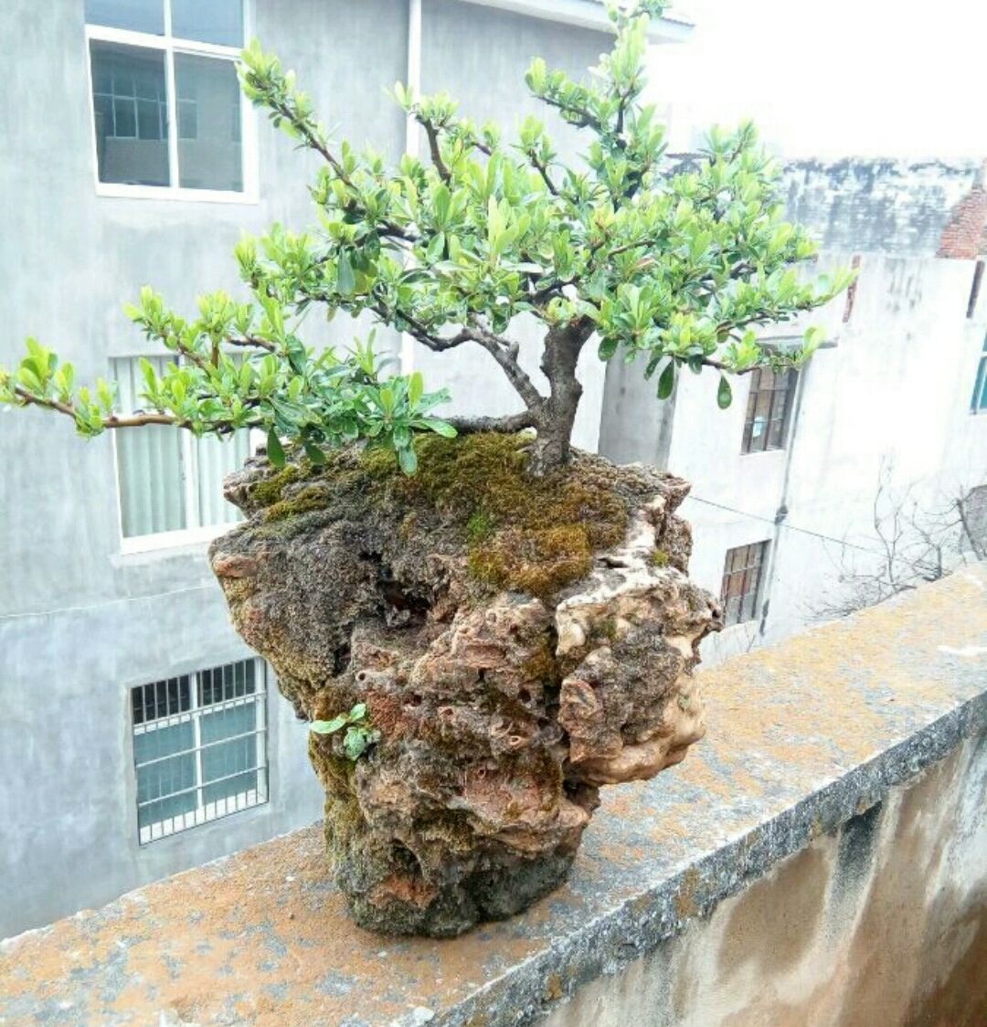 火棘换盆后出现果子萎缩怎么回事,盆景烧根叶子蔫了怎么补救