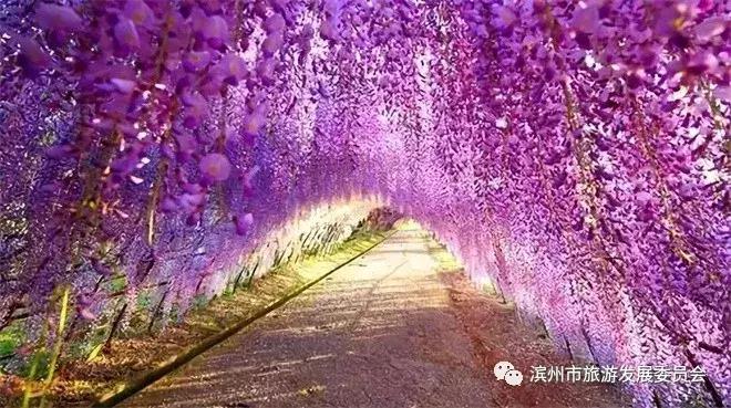 紫藤风铃艺术节,紫藤艺术节