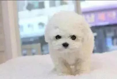 狗狗发现有蛔虫怎么用药,狗肚子有虫需要吃几次驱虫药