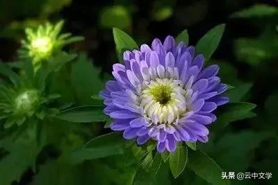 花语大全100种花图片,100种花的花语太全了