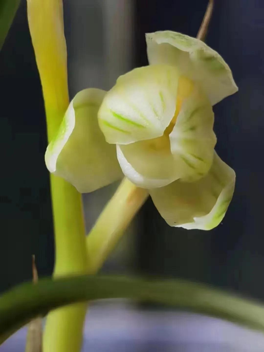 瑞雪兰花是什么品种,瑞雪兰花市场价多少