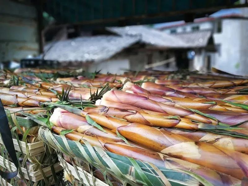 人间四月天恰逢春意浓,人间四月天暮春时节