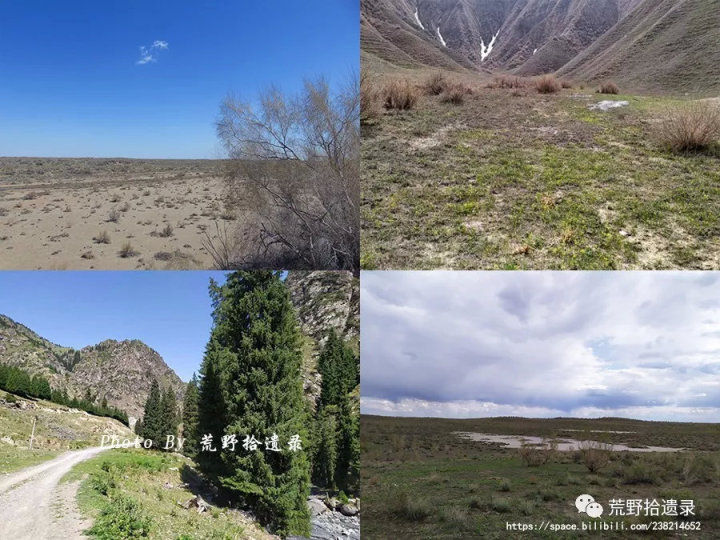 荒野拾遗录,荒野拾遗录完整