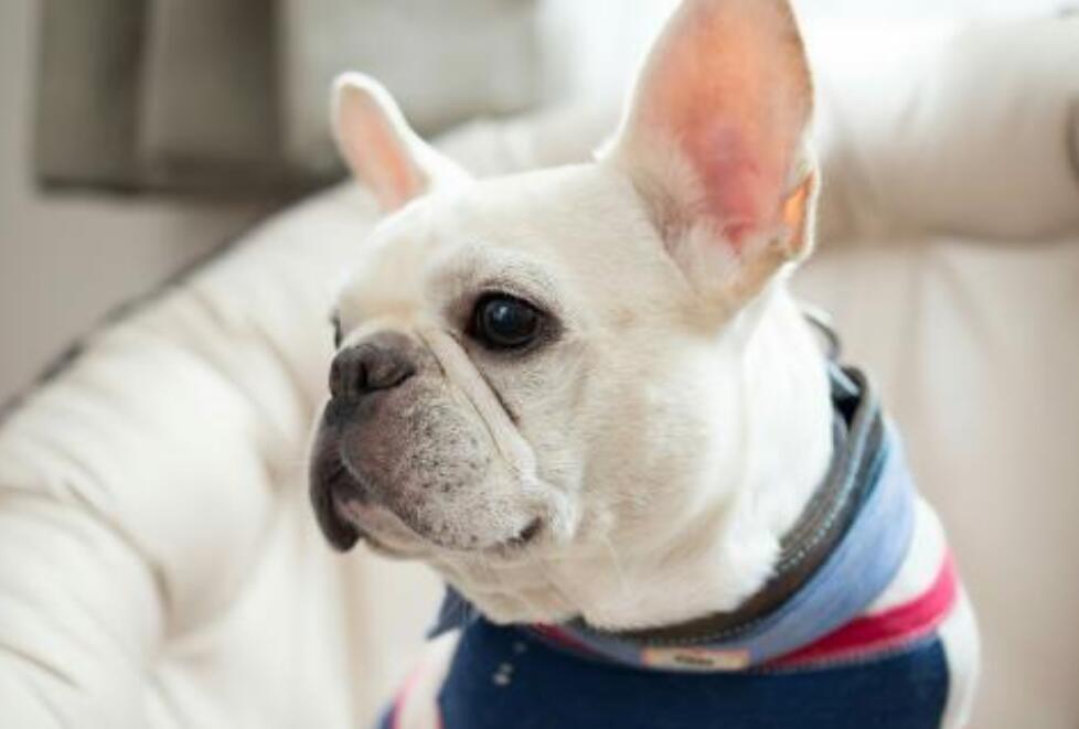 英国斗牛犬太臭了怎么办,法国斗牛犬怎么养才不臭