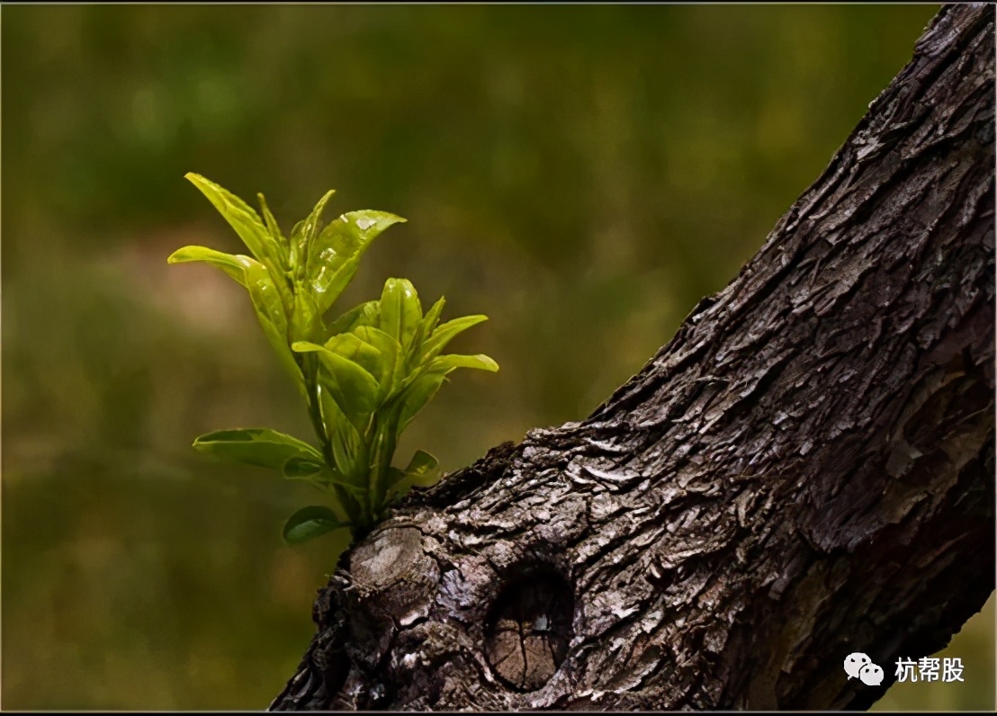 二三线蓝筹启动,老树新枝最新消息
