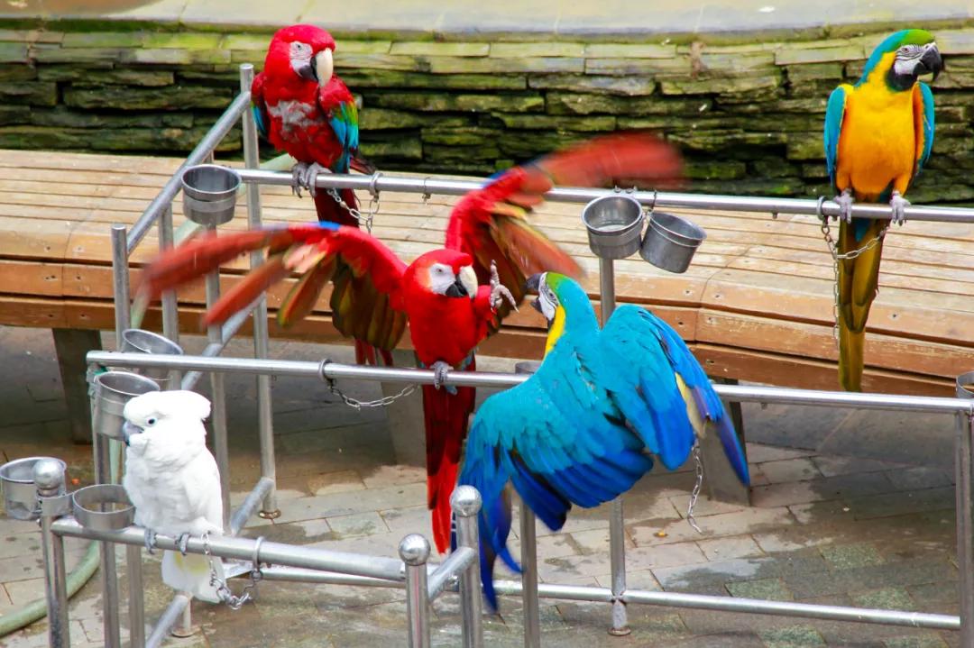 北京丰台五一旅游最佳去处,丰台区赏花景点