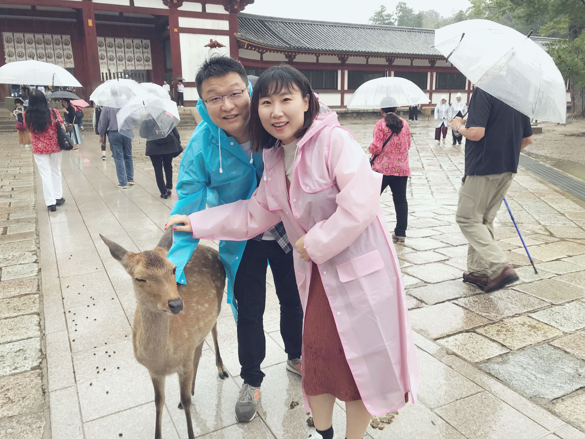 日本本州七日游,日本本州游记