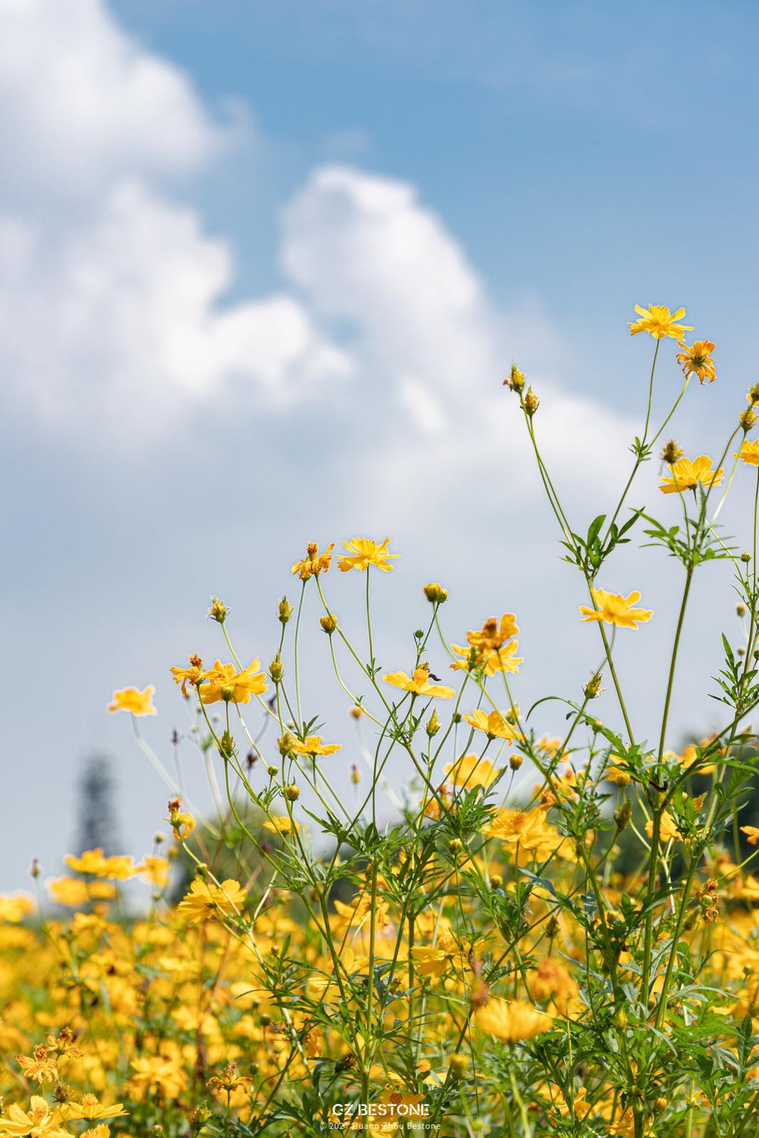 广州花海最新视频,广州花海大片蔚为壮观