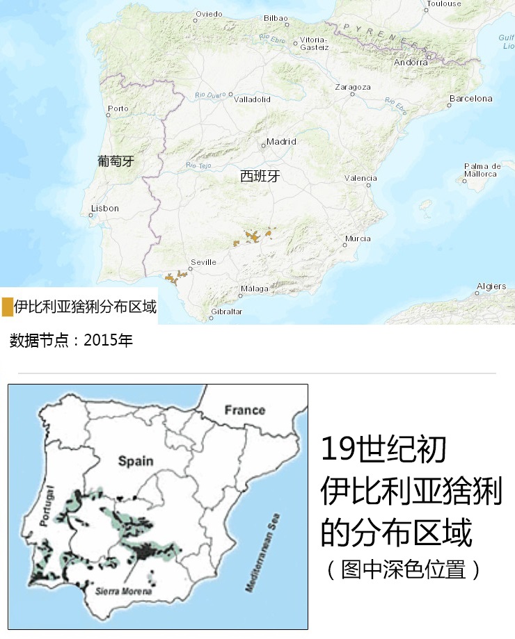 伊比利亚猞猁vs欧亚猞猁,伊比利亚猞猁为什么会濒危