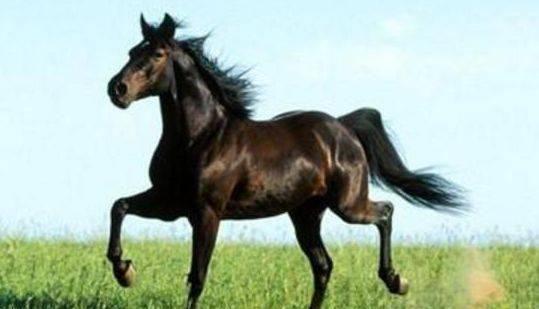 “汗血宝马”出西域,“欧尚汽车”自长安