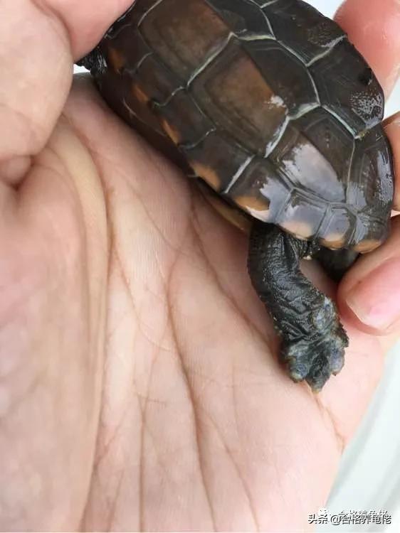 龟的腐皮是什么造成的,龟的腐皮腐甲严重怎么办