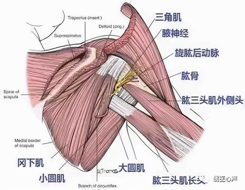 女人肩颈疼是什么原因图,肩膀后骨疼痛怎么解决女性