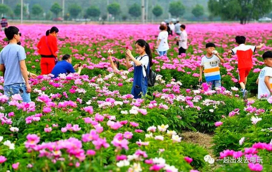 亳州芍花温泉团购,亳州芍药花海一日游