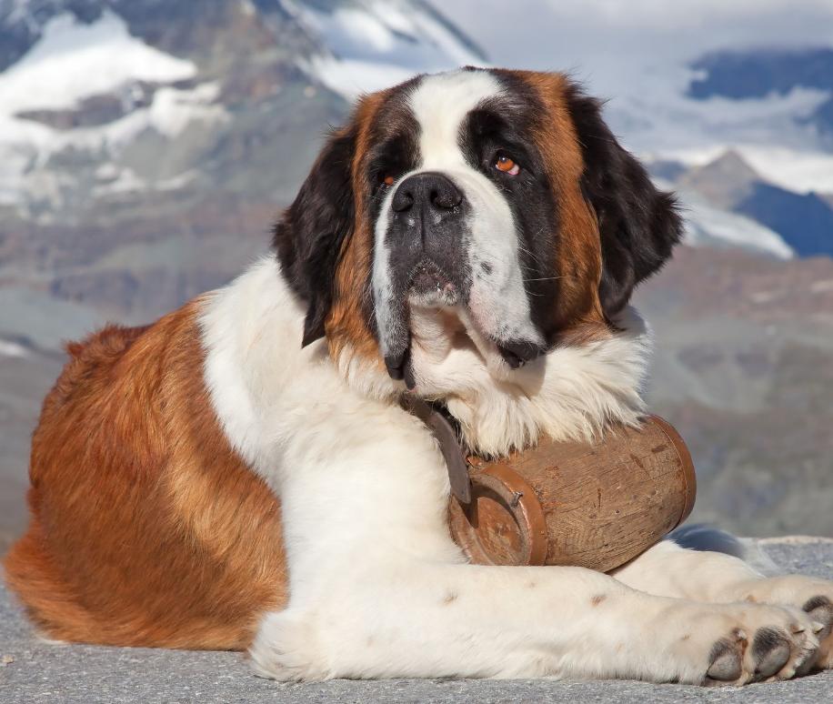 狗界无攻击性的三大犬,建议穷人养的10种便宜狗大型犬