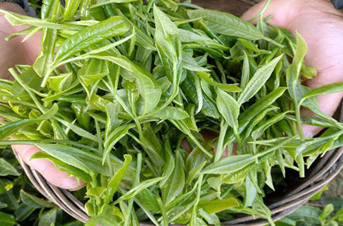 贵州名茶都匀毛尖茶加工技术,都匀毛尖是中国十大名茶英文翻译