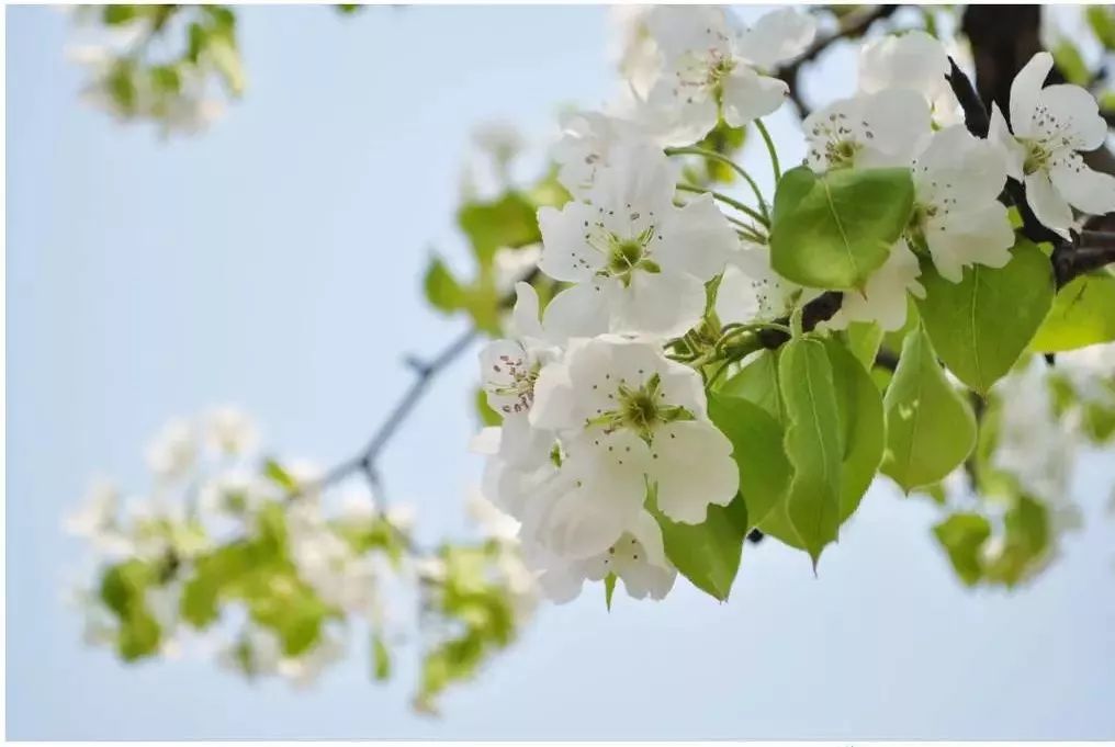 半个月后成都即将美翻全国，17处美景玩转整个春天！