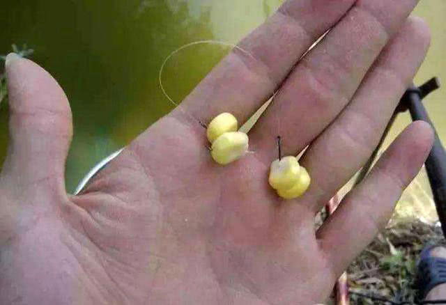 用玉米粒钓鱼,用玉米粒钓鱼需要打窝吗