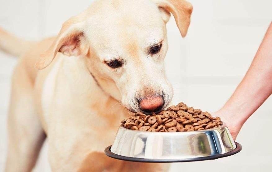 狗狗为什么不吃主人给的食物,狗狗为什么不吃热的