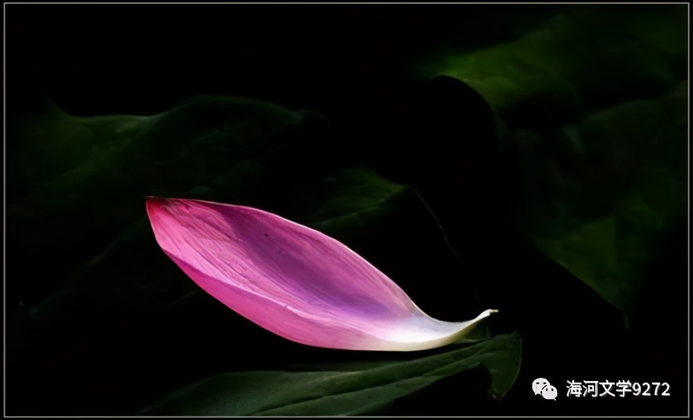 时光深处的莲花