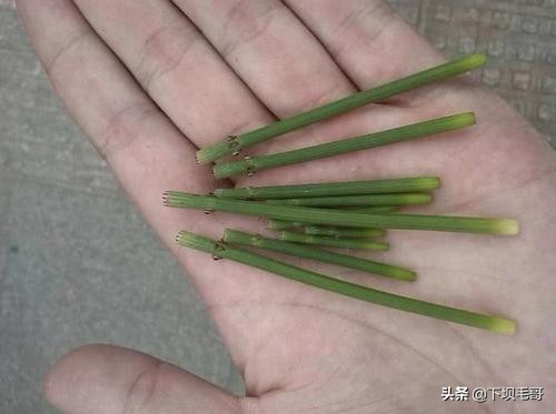 稻田地里长野草,稻田的野草可以当草药吗