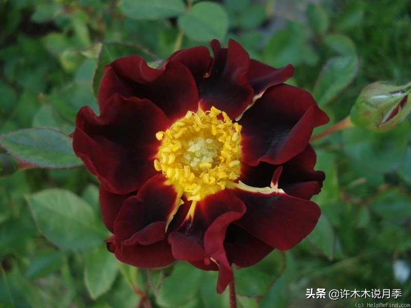 世上有黑色的花吗,世上有黑玫瑰吗