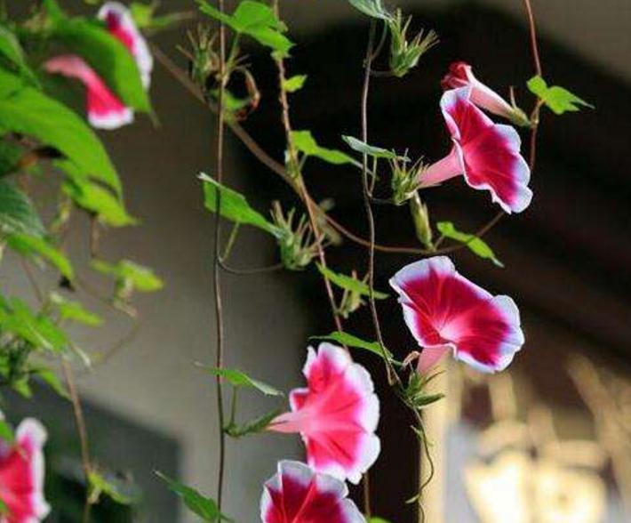 家道中落前有哪些预兆,高僧的箴言常做三事必有后福