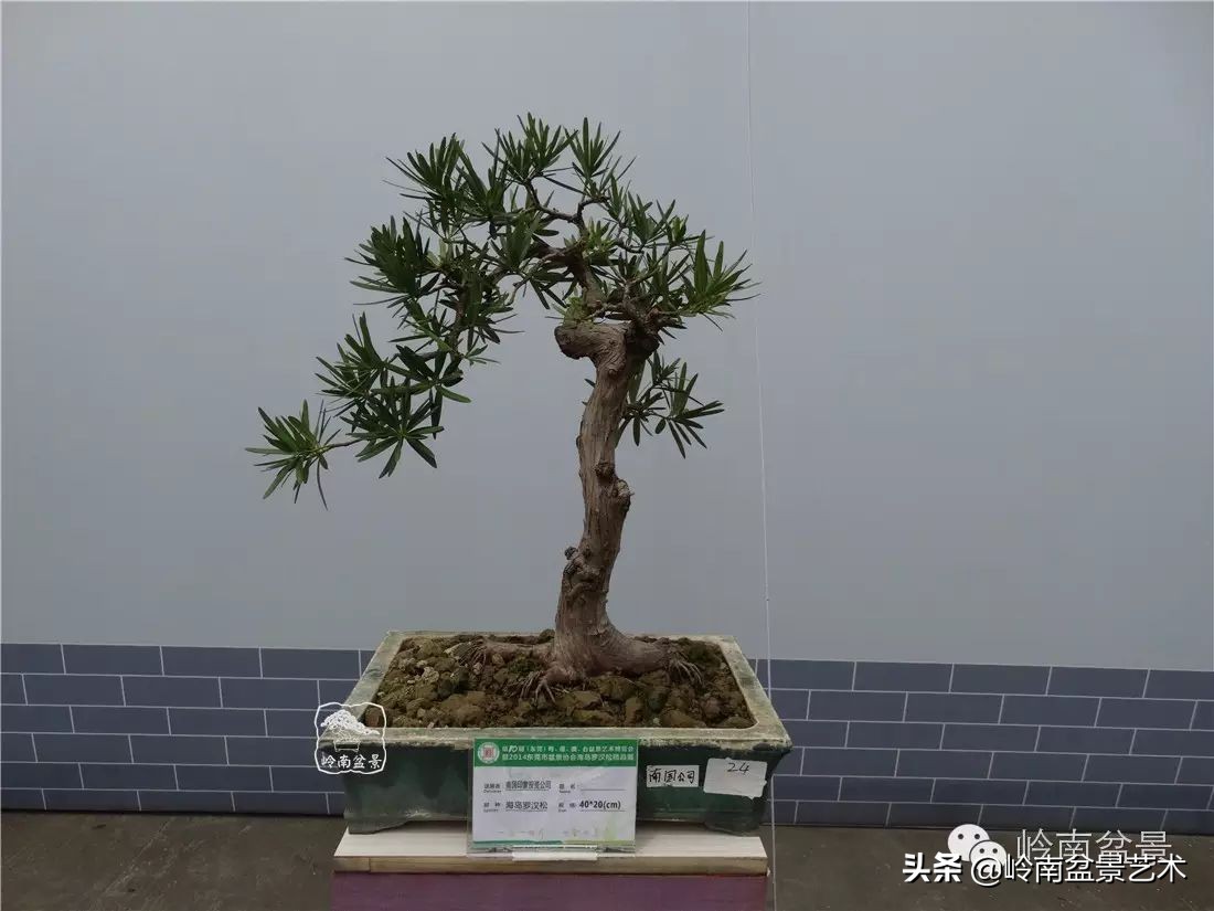 罗汉松盆景开运招财，非其莫属！清风雅韵，当之无愧！