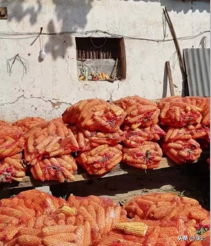 最是八月玉米棒,梦里都金黄