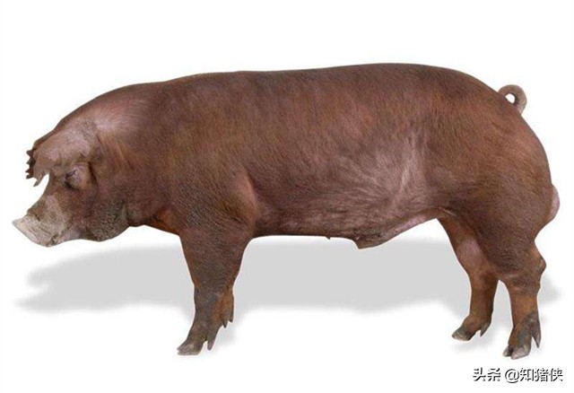 二元母猪和原种猪有什么区别,二元母猪下的猪是什么品种