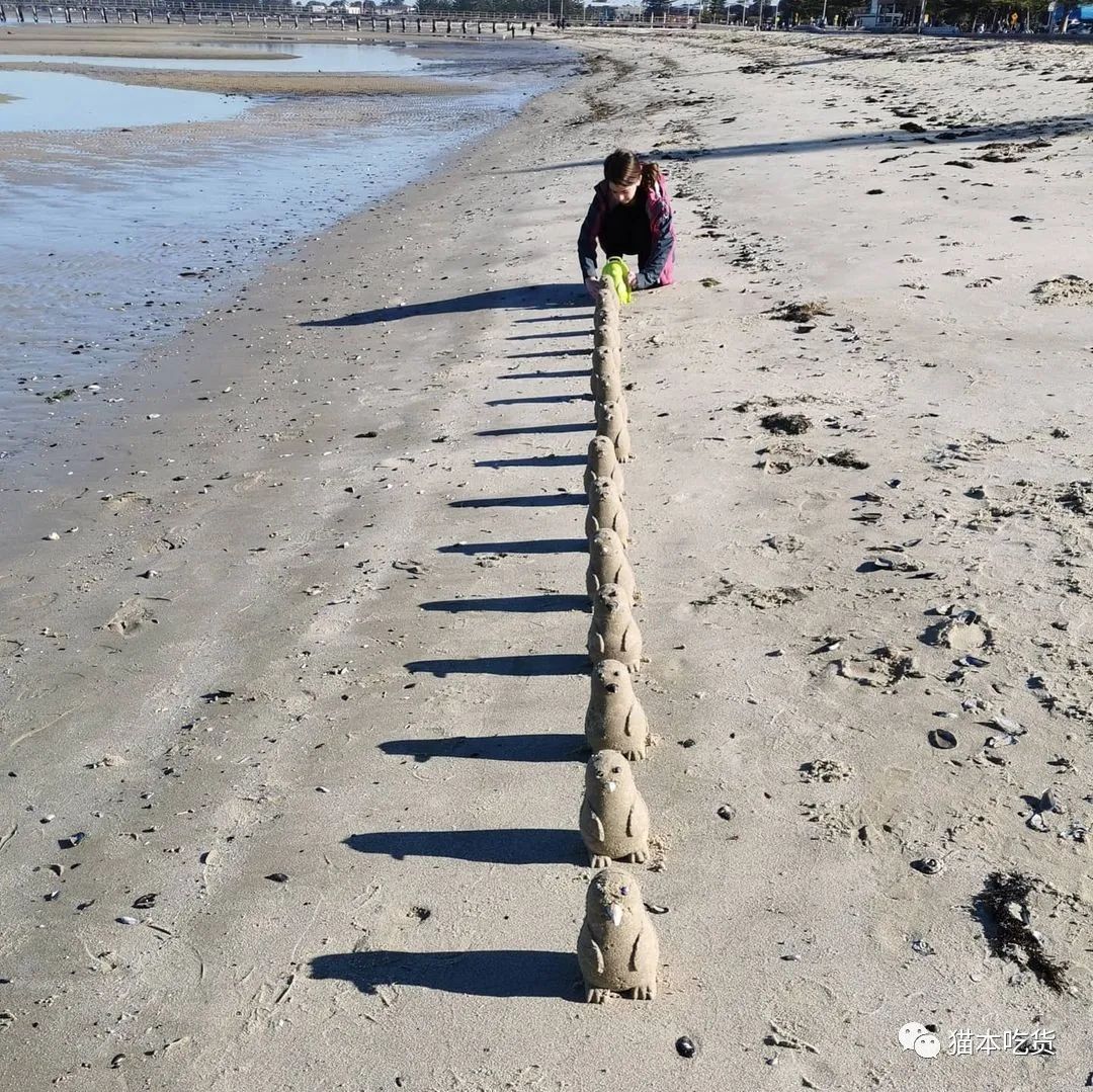 墨尔本两只相互依偎的企鹅,墨尔本小企鹅