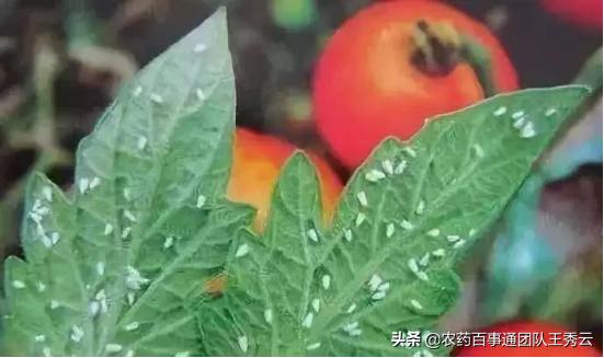 为什么粉瘤不能消除,粉虱的危害和特点