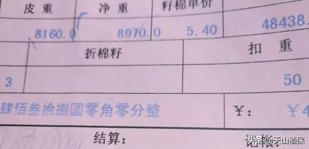 11月25日新疆籽棉收购价格,籽棉收购价格继续回落