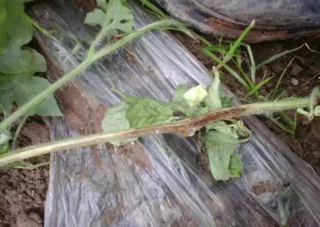 西瓜藤蔓卷曲是怎么回事,西瓜蔓开裂是什么原因