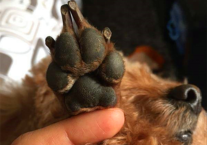 狗狗趾间发炎,狗狗真菌感染皮肤发炎了怎么办