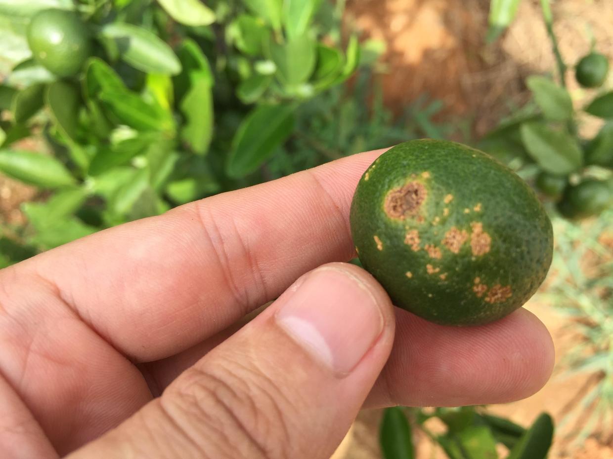 枯萎病青枯病根腐病怎么防治,青枯病根腐病的防治