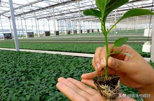 辣椒苗移栽很蔫,辣椒苗移栽后怎么会掉叶