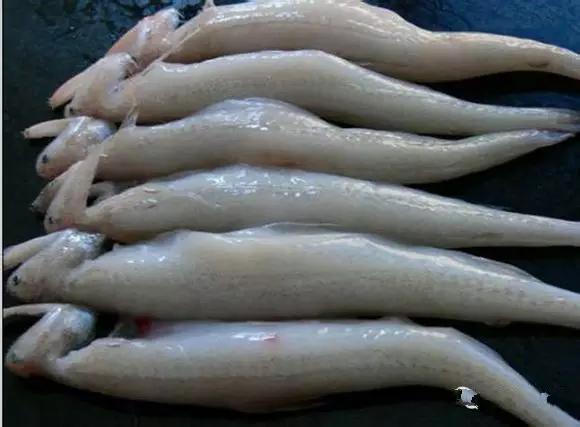 开海特价海鲜,开海的海鲜视频