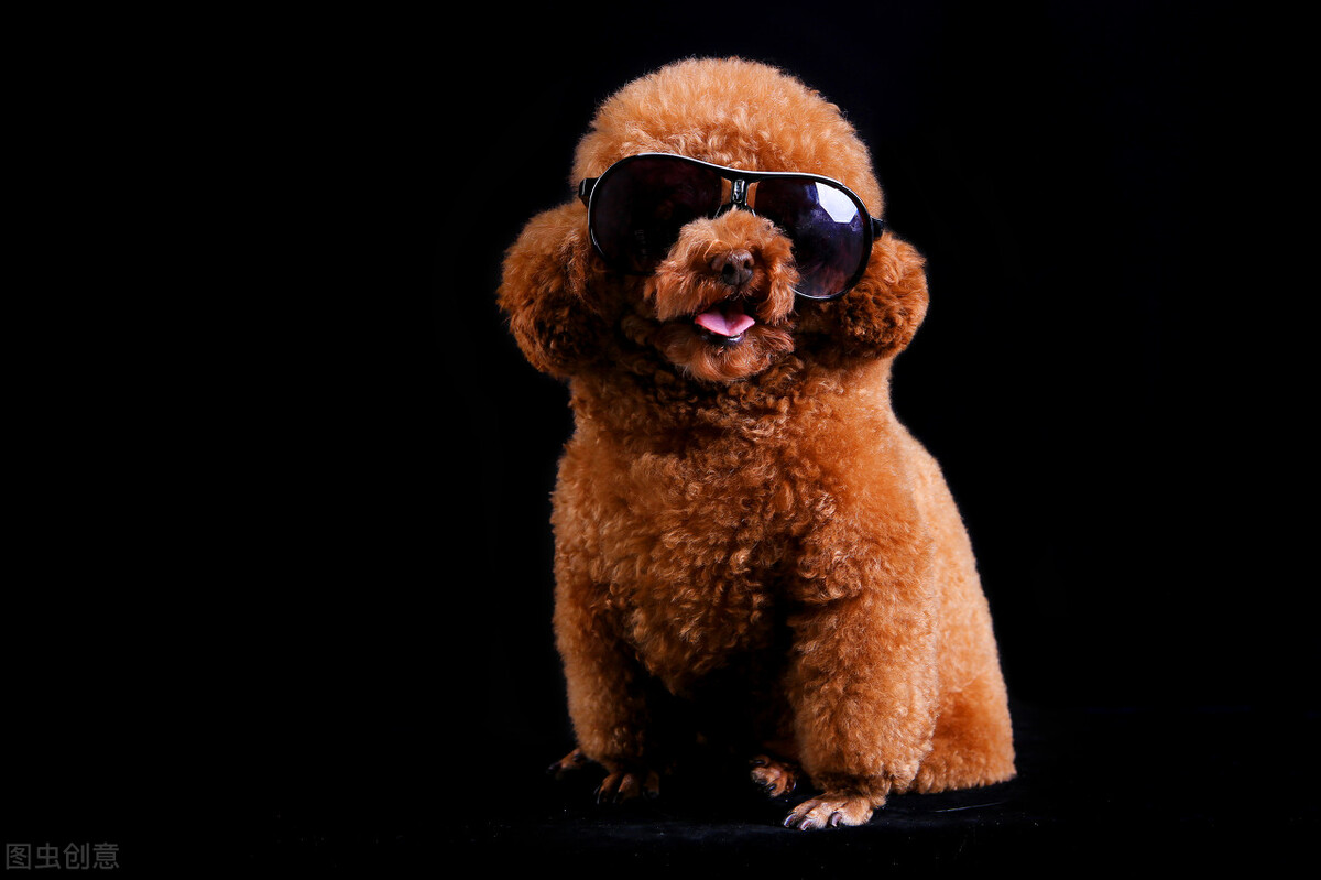 一个月大的泰迪吃多少狗粮,半岁泰迪吃多少狗粮