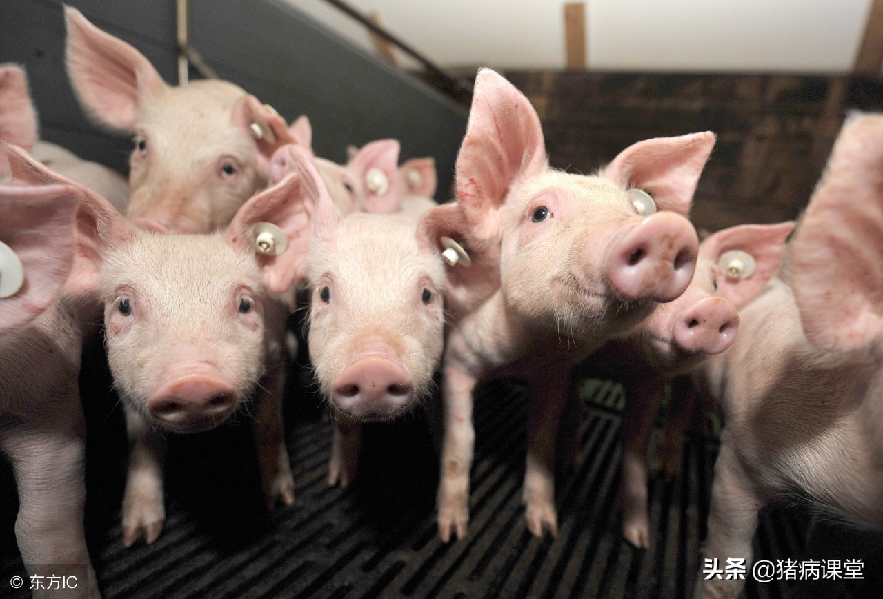 后海穴治仔猪拉稀,仔猪水样腹泻腹腔注射什么药物