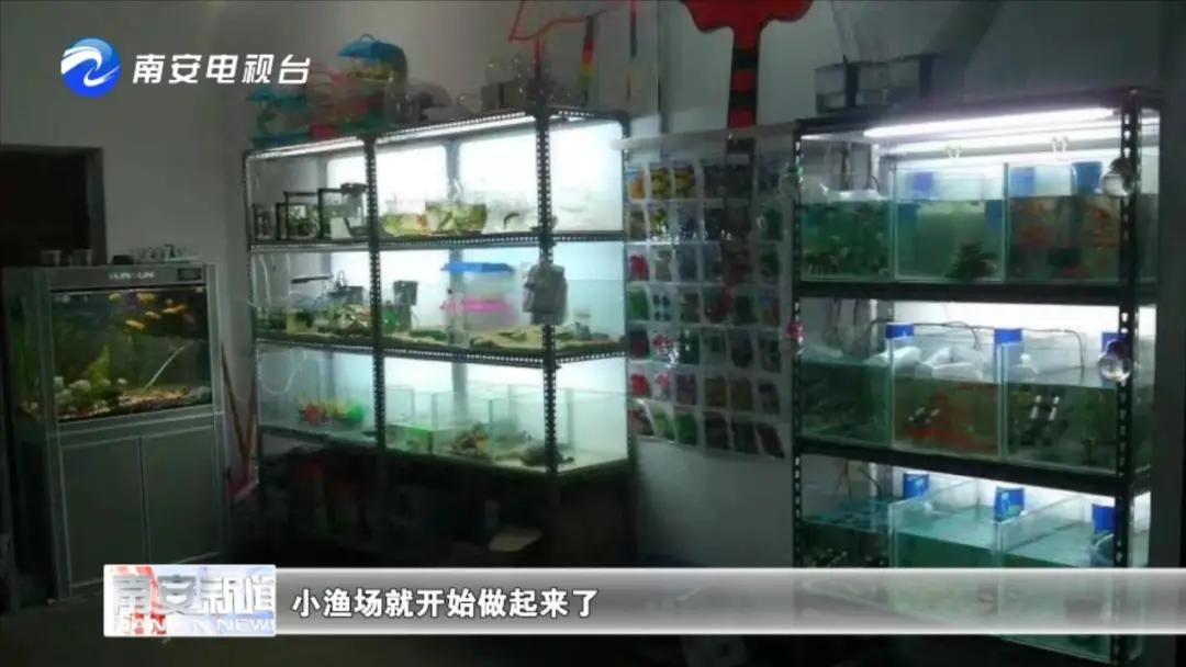 90后小伙的“斗鱼”梦：泰国斗鱼从南安“游”到全国各地！