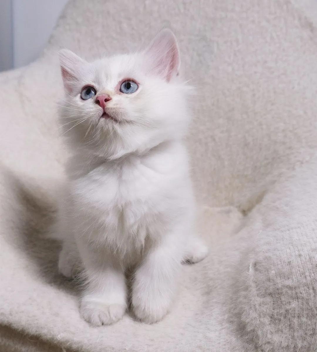 哺乳期的猫咪能不能驱虫,哺乳期的猫咪能不能吃西瓜