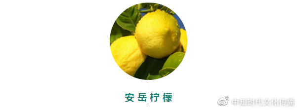 齐心抗疫·地标助农|安岳柠檬，小清新香飘四海