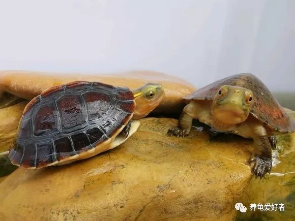 乌龟壳发白是怎么回事，想弄明白吗？